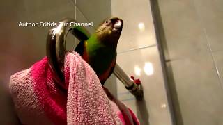 Senegal parrot voice Poicephalus senegalus [upl. by Radbourne]