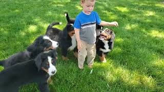 Cute Bernese Mountain dog puppies [upl. by Nhguavad]