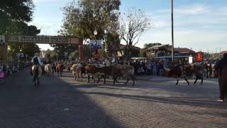 Cowboy Cattle Drive Fort Worth Stockyard Station [upl. by Butcher782]