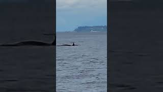 Whale Watching in the San Juan Islands  25522 [upl. by Tillion]