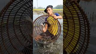 😮CATCHING Fish with Bamboo Poles Like a PROshorts fish fishingvideo villagefishing hook net [upl. by Gilberto334]