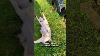 Fainting Goats  Why They Are Fainting [upl. by Anait]