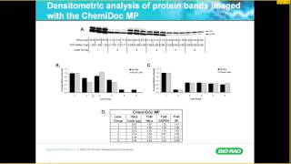 Reliable Quantification of Western Blot Data [upl. by Ahsha]