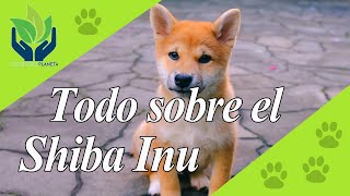 Shiba Inu ¿Peligroso Cuidados Problemas [upl. by Gneh]