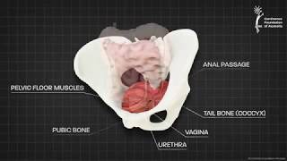 Female pelvic floor muscle  3D animation [upl. by Akinwahs]