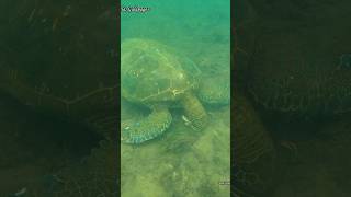 Los Tuneles snorkelling with turtles Isabela Galápagos [upl. by Eilime]