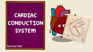 Cardiac Conduction  Electrophysiology of the Heart  Cardiac Physiology [upl. by Drofxer]