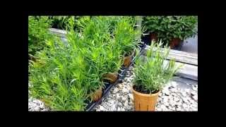 Best Herbs  French Tarragon [upl. by Mallissa]