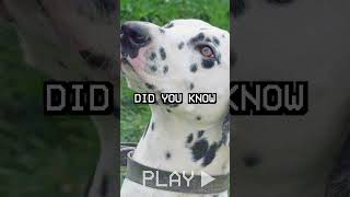 Did You Know This About The Dalmatian [upl. by Damahom]