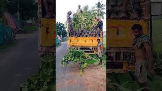 Coconut plantsampRed sandal wood plants loading 🌴landscap farming supply kadiyapulankakadiyam [upl. by Ingar]