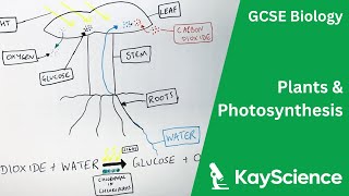 Photosynthesis  GCSE Biology  kaysciencecom [upl. by Ayotal]