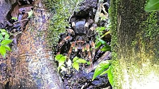 2022 Costa Rica  Monteverde  Night walk [upl. by Gaspard646]