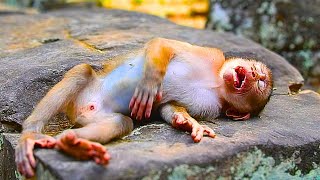 Poorest Abandoned Monkey cries for long time Deep hungry amp sleepy [upl. by Mellman]