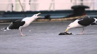 Great Blackbacked Gulls longcalling [upl. by Yhotmit]