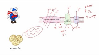 Video synopsis IF1 in brown fat and thermogenesis EMBO Journal [upl. by Walters396]