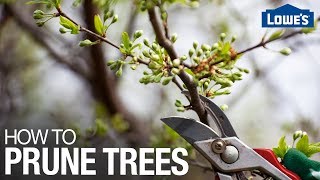 How to Prune Trees [upl. by Asia]