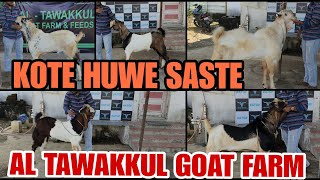 Kote Huwe Saste Extra Benifit For Palai Customers Al Tawakkul Goat Farm Bhiwandi Padgha [upl. by Lehcer]