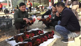 Robert sells chickens at the highland market Green forest life [upl. by Nessy536]