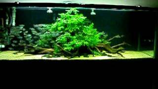 Aquascaping Moenkhausia costae in a 6 ft freshwater aquarium [upl. by Aicilaf]