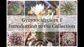 Gymnocalycium 1  Introduction to the Collection Cactus Series 2 [upl. by Etteyniv]