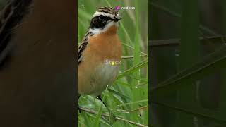 Amazing Facts About WhinChat You Didn’t Know facts [upl. by Lindberg]