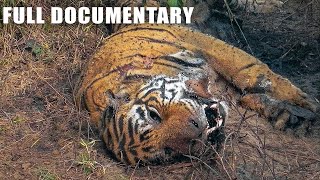 Most Ruthless Tiger Fight To Last Breath Gives You Chills  Nature Animal Documentary [upl. by Jurdi]