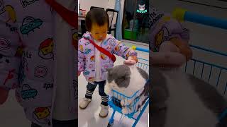 Kitten Kaboom  Fluffy chaos erupts when cats meet pintsized partners 🐱👶 Animal Antics [upl. by Lankton]