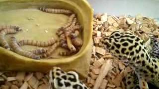 وزغة منمرة تأكل يرقات الطحين Leopard Geckos [upl. by Yborian]