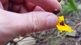 Plains Coreopsis Coreopsis tinctoria growing and how to Save Plains Coreopsis seeds [upl. by Niarbo]