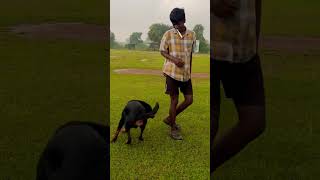 Chennai Rottweiler doglover bullykutta rottweilerlove pets trending viralvideo [upl. by Dillon926]