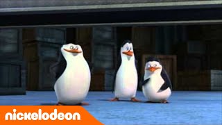 Les pingouins de Madagascar  Les bonbons  Nickelodeon France [upl. by Brunhilde969]