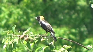 Bobolink quotIncredible footage of this uncommon bird singingquot [upl. by Eckhardt543]