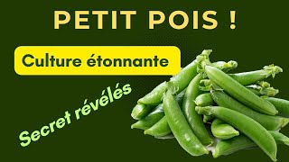 Petits pois  La culture des petits pois Culture étonnante des petits pois 2eme étape [upl. by Tiemroth]