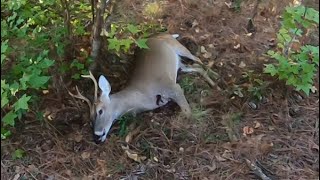 SC Deer Dog Drives 101224 Plenty of races and a dead deer [upl. by Arytahs]