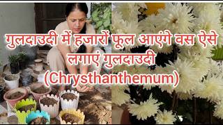 सही समय पे लगाएं गुलदाउदी हजारों फूल आएंगे all about chrysanthemum [upl. by Caines338]