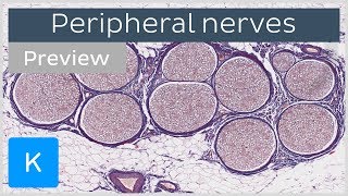 Peripheral nerves definition distribution preview  Histology  Kenhub [upl. by Scarlett51]