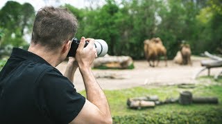 Tieraugen Autofokus  Praxistest an 34 Arten im Kölner Zoo [upl. by Erdnaxela403]