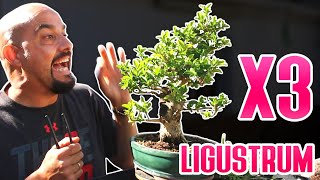 Ligustrum bonsai  3 diferentes [upl. by Nohsauq]