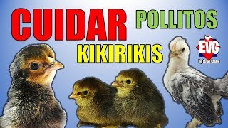 ¿Como cuidar Pollitos kikirikis Miniatura  Cuidados esenciales [upl. by Etsirk]