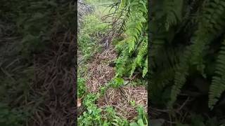 ORGANIC PALM OIL TREE farming with VETIVER GRASS MULCHING  NO MORE EXPENSIVE CHEMICALS SAVE MONEY [upl. by Navy959]