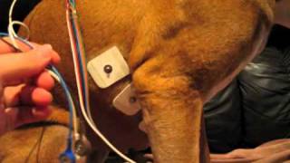 Attaching a holter monitor to a dog [upl. by Liagabba]