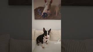 Bullterrier wahre Worte😞😞😞😞 ￼ [upl. by Mrots]