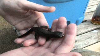 Fresh Water Newt Wild [upl. by Lazes]