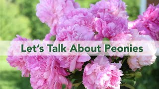 Lets Talk About Peonies [upl. by Baptist]