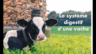 🐄 Le système digestif de la vache 🐄 [upl. by Norod588]