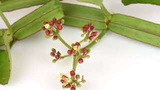 Cissus quadrangularis deutsch [upl. by Ripley]