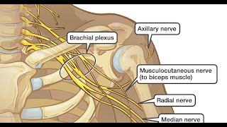 Musculocutaneous nerve amp median nerve [upl. by Bainter380]