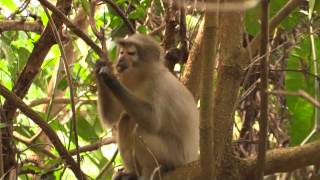 Sanje Mangabey Udzungwa Mtn NP Tanzania [upl. by Anaitsirc]