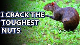 Agouti facts tougher than nuts  Animal Fact Files [upl. by Matusow214]