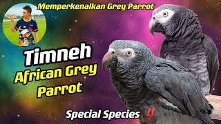 Timneh African Grey Parrot  Memperkenalkan African Grey Parrot  Malaysia Parrot freefly  Timneh [upl. by Airpac]